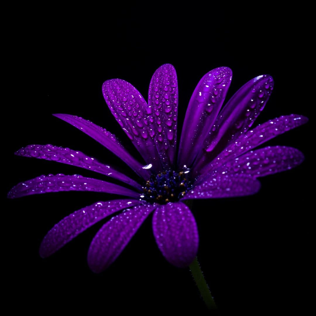 Purple daisy with translucent water droplets on its petals centered against a solid black background.