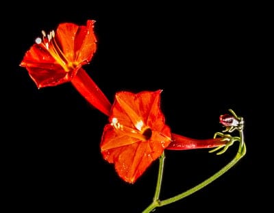 Red cypress vine flowers with dew drops and a small insect on a stem against a solid black background.