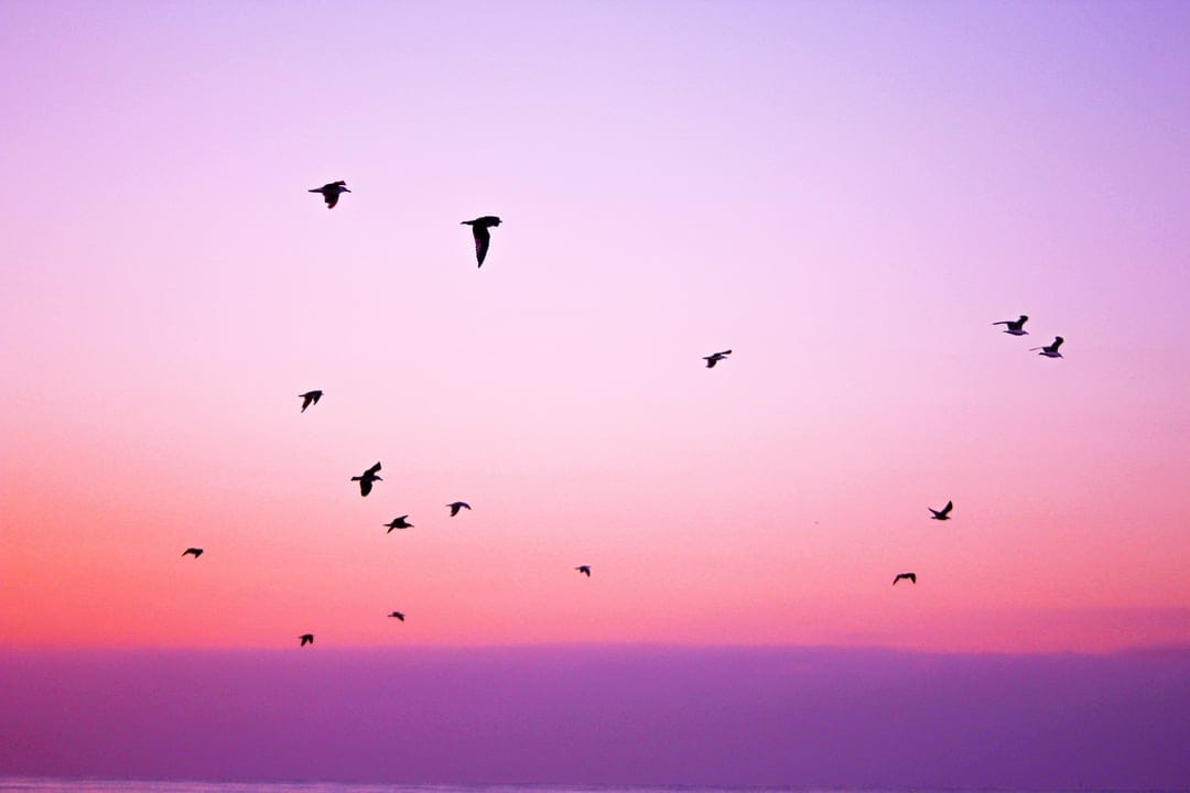 Black bird silhouettes fly across a pink and purple gradient sky over a calm, dark ocean horizon at dusk.