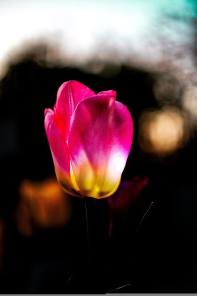 Pink tulip with a yellow base features soft petals against a dark background with blurred golden bokeh highlights.