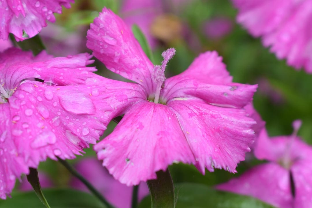 Pink carnation flower petals with tiny water droplets and fringed edges against a blurred green background.