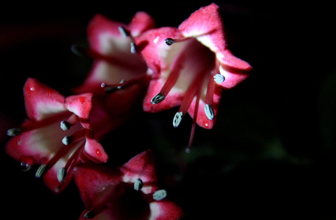 Pink bell-shaped flowers covered in glistening dew drops stand out against a dark, blurred background.