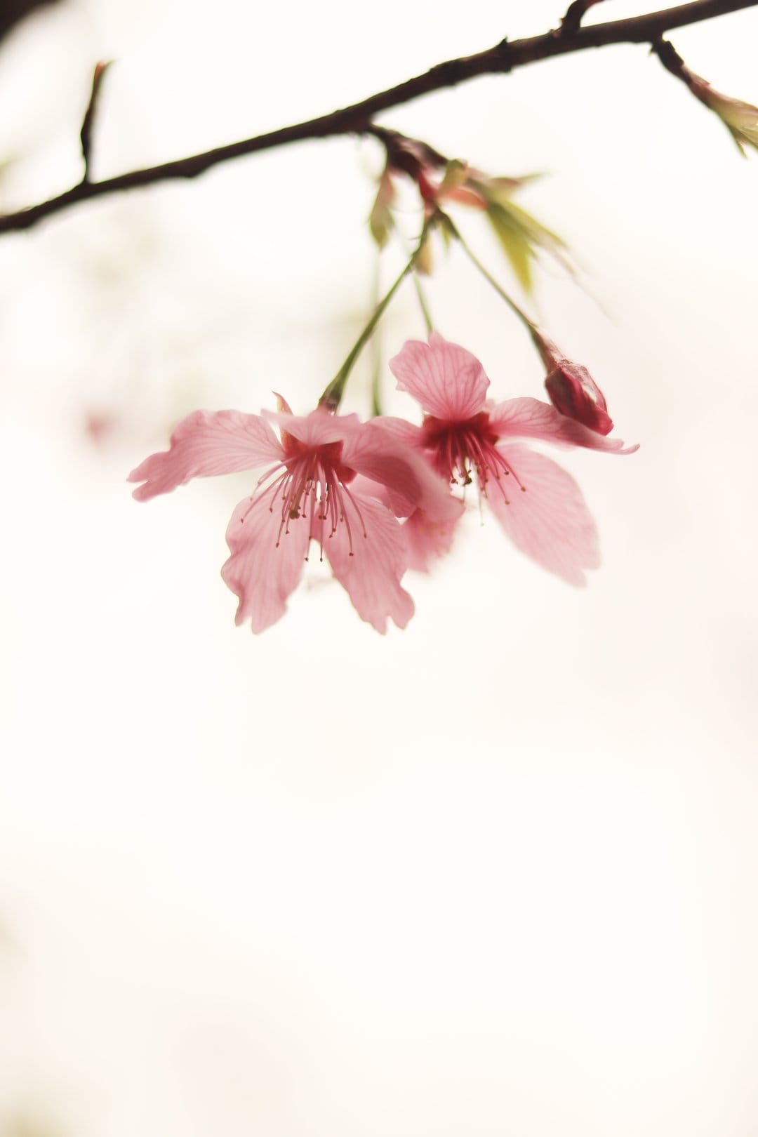 Pink cherry blossoms with visible stamens grow from a dark branch against a soft, bright out-of-focus background.