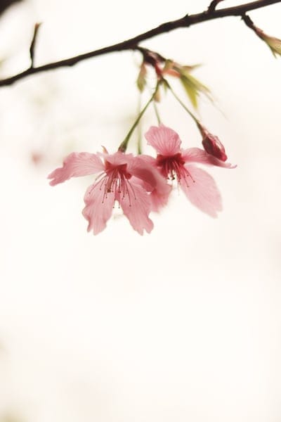 spring,beautiful wallpaper,flower wallpaper,nature,flowers,natural,in full bloom,lock screen wallpaper,beautiful flowers,flower background,iPad wallpaper,mobile wallpaper 4k,mobile wallpaper,iPhone wallpaper,phone wallpaper,plant,petal,Samsung wallpaper,w