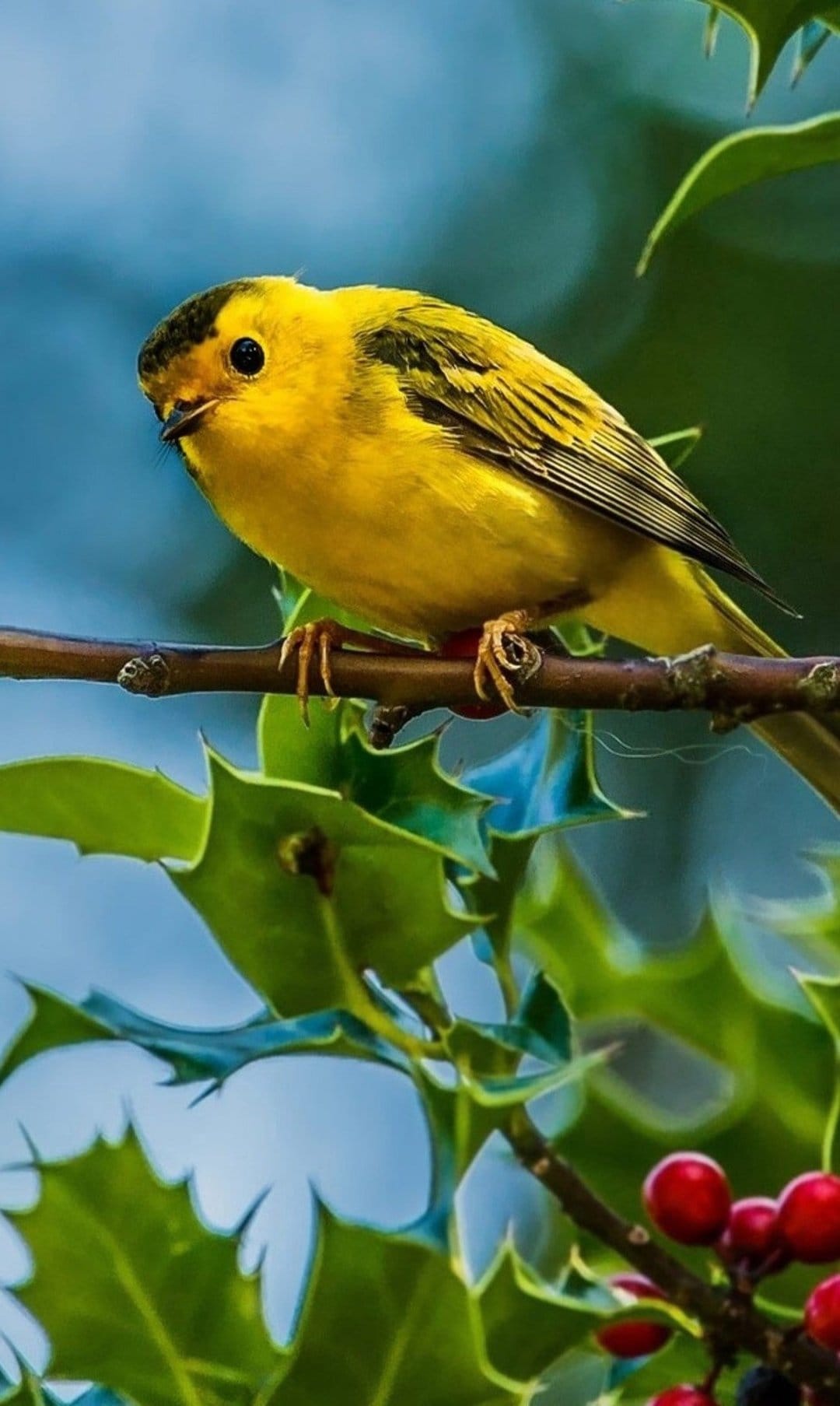 Yellow songbird with a black cap perches on a holly branch with green leaves and red berries against a blue sky.