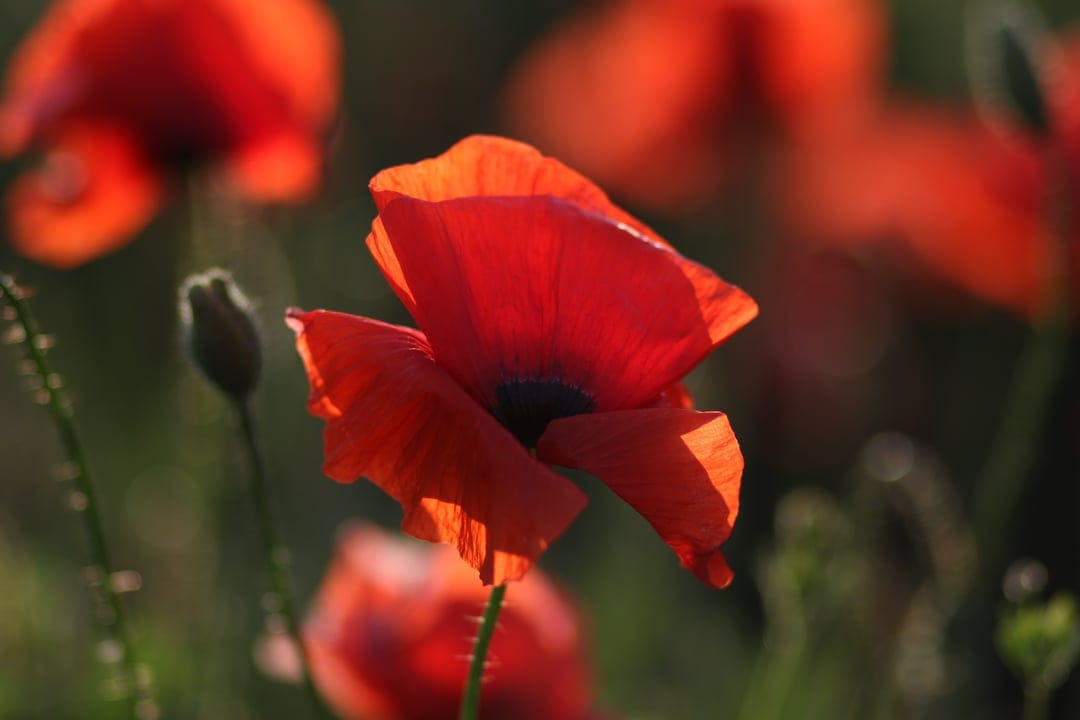 Red poppy flower petals with visible veins under soft sunlight against a blurred green meadow background.
