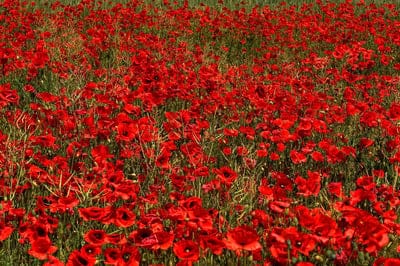 Red poppy flowers bloom in a wild green meadow with sunlight illuminating their delicate scarlet petals.