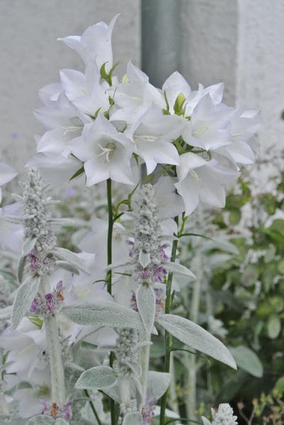 white bellflowers, Campanula, Lamb's Ear, Stachys byzantina, garden flowers, summer blooms, floral arrangement, white flowers, fuzzy leaves, purple accents, soft texture, outdoor garden, nature photography, botanical, delicate petals, flowering plants, garden scene, horticulture, beauty of nature, seasonal flowers, contrasting textures, garden design