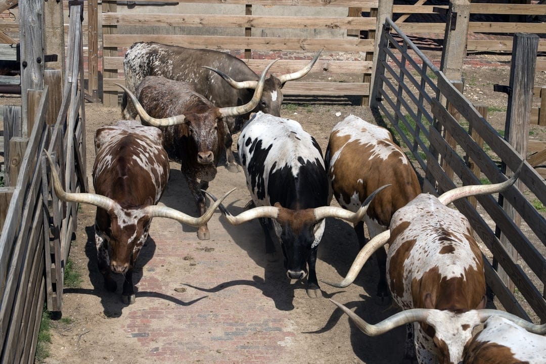 Texas Longhorn cattle with varied coat patterns stand in a timber corral as seen from an overhead perspective.