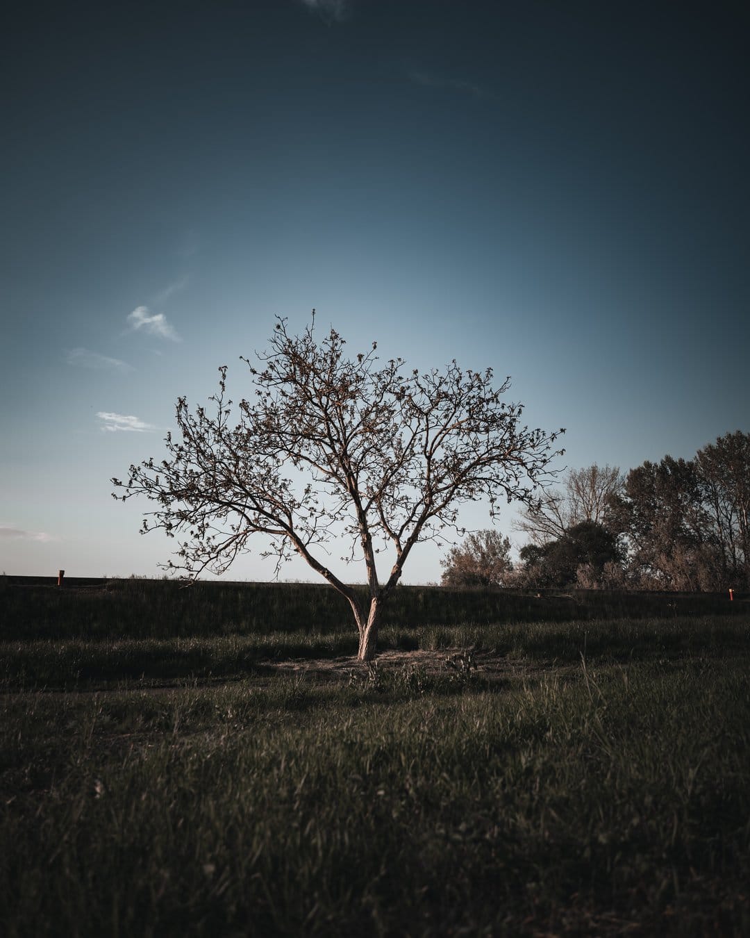 Bare deciduous tree with dark branches stands in a grassy field under a vast blue sky with light wispy clouds.