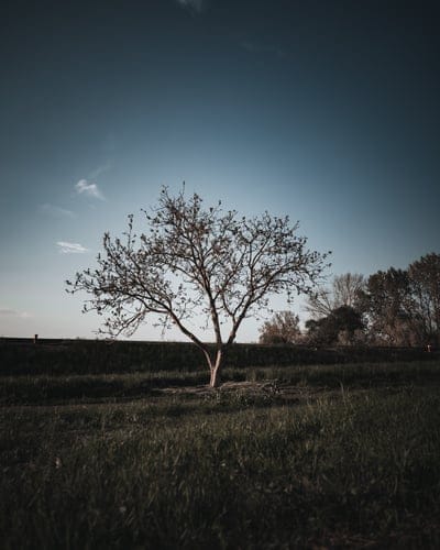 forest,mobile wallpaper 4k,nature,iphone wallpaper,lock screen wallpaper,ipad wallpaper,clouds,sky background,trees,sky