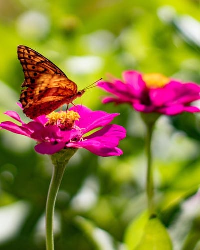 Spotted butterfly rests on a pink zinnia flower against a soft green blurred garden background in sunlight.