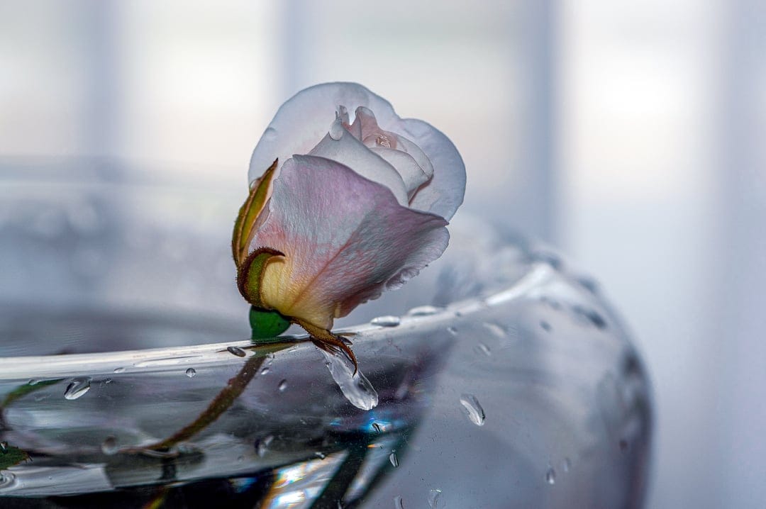 Pink rosebud inside a clear glass vase covered in tiny water droplets against a blurred soft pink background.