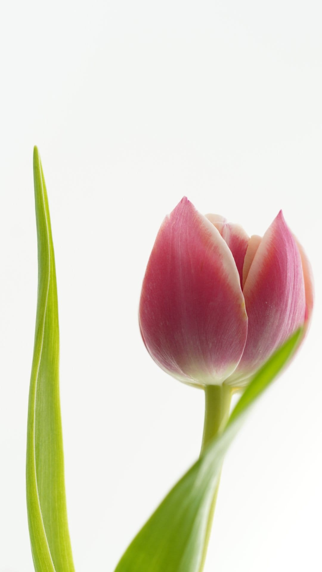 Pink tulip bud with white tips and a curved green leaf stands against a solid white studio background.