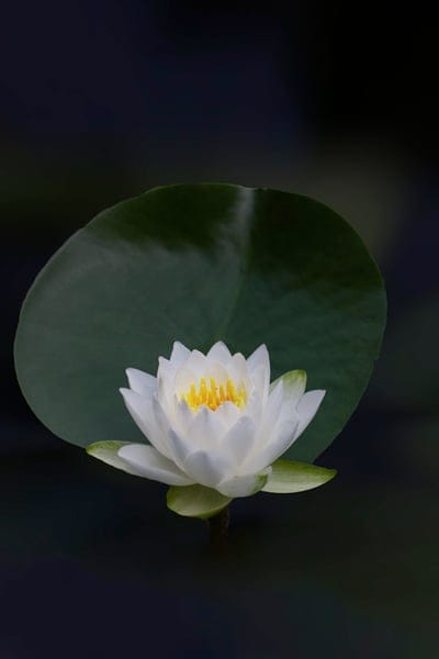 lotus,flower,water lily,white flower,plant,petals,white petals,nature,bloom,blossom,flora,flower background,close up,flower wallpaper,black wallpaper,beautiful flowers,black