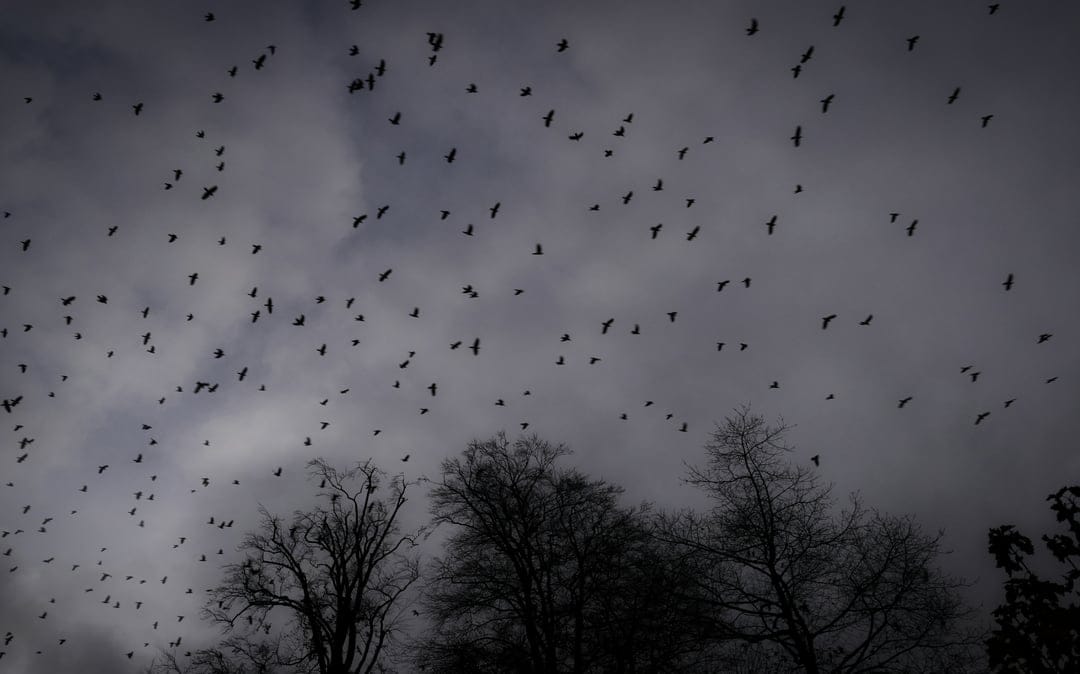 Flock of black birds soaring through a dark, turbulent sky with bare winter tree branches in the foreground.
