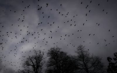 trees,silhouettes,birds,gloomy,dark