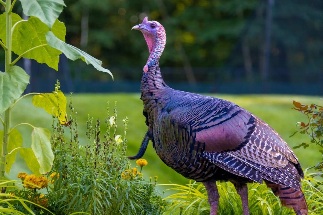 Wild turkey with iridescent feathers stands in a garden of yellow wildflowers and soft green foliage.