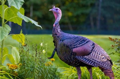 turkey,beautiful wallpaper,full hd wallpaper,4k wallpaper,free wallpaper,windows wallpaper,laptop wallpaper,animal,bird,nature,wallpaper 4k,cool backgrounds,nature background,nature wallpaper,outdoors,backyard,plumage,mac wallpaper,beak,wallpaper hd