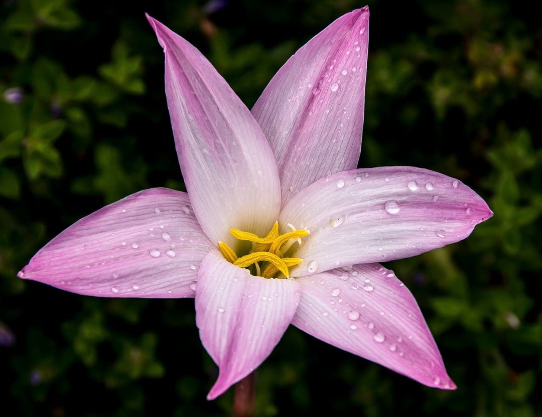 Pink Rain Lily flower with clear water droplets on petals against a dark green blurred background in macro detail.