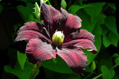 Dark red Clematis flower with velvety petals and yellow stamens against a soft green foliage backdrop.