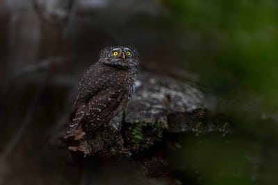 eurasian pygmy owl,bird watching,wallpaper hd,windows wallpaper,desktop backgrounds,full hd wallpaper,estonia,nature,free background,mac wallpaper,forest,beautiful wallpaper,animal,carnivore,laptop wallpaper,beauty in nature,cool backgrounds,background,4k