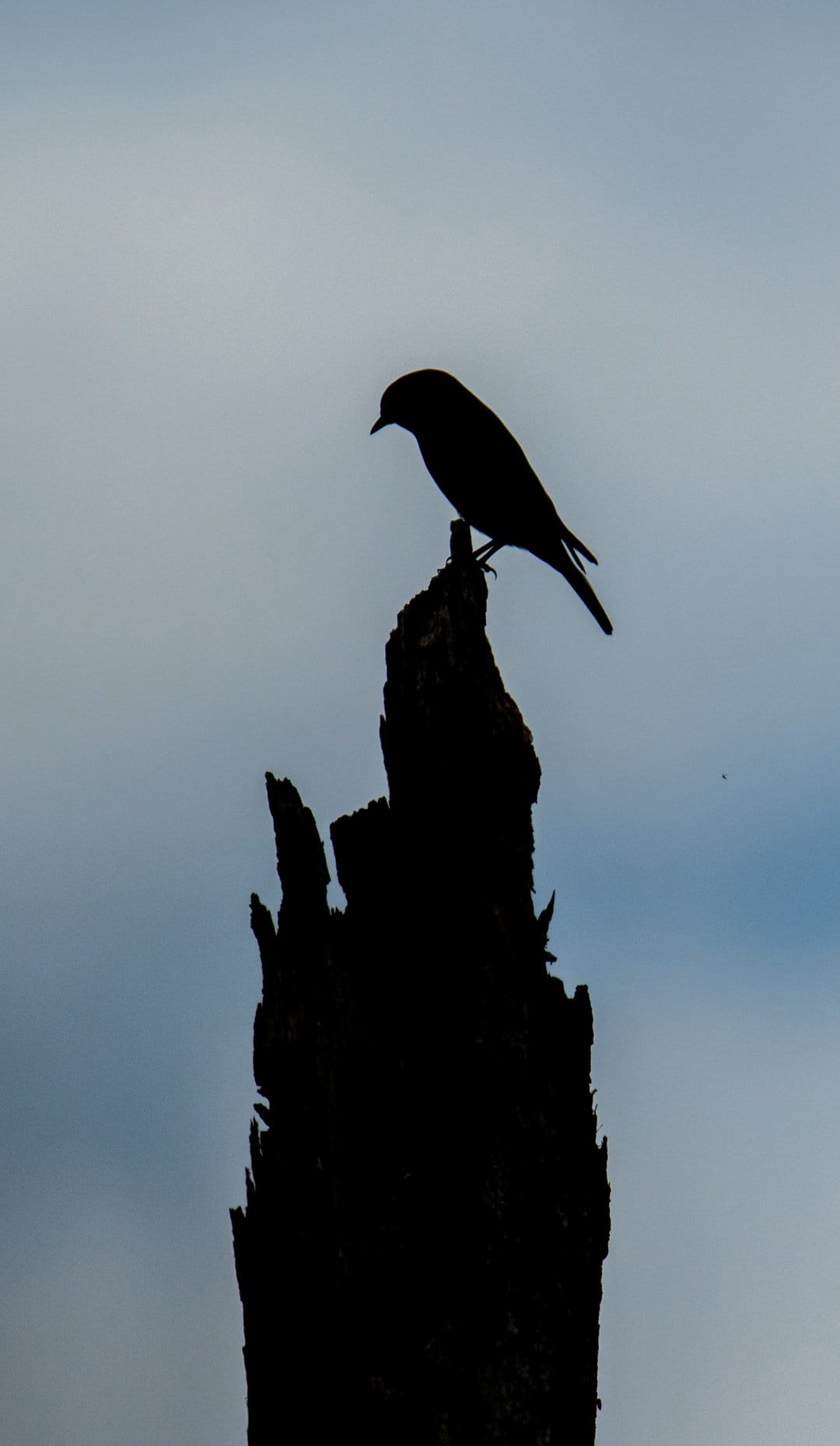 Small bird silhouette resting on a jagged wooden stump against a hazy light blue sky in a vertical composition.