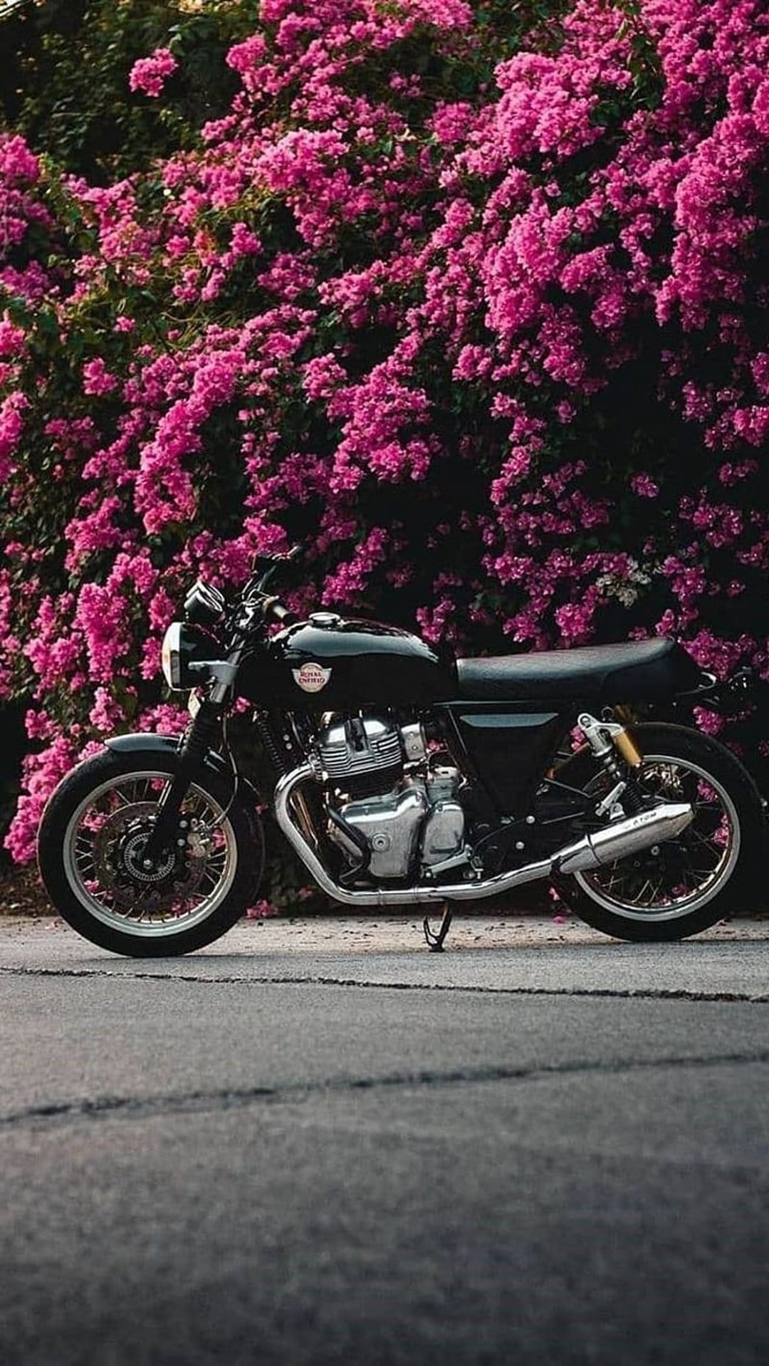 Black motorcycle with chrome details parked on a road in front of a dense bush of bright pink bougainvillea.