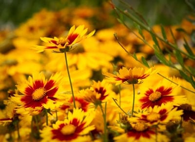 flowers,floral background,4K wallpaper,beautiful flowers,flower background,field,meadow,laptop wallpaper,mac wallpaper,full HD wallpaper,HD wallpaper,beautiful wallpaper,sea of flowers,free wallpaper,floral,4K wallpaper,Windows wallpaper,wallpaper 4K,natu