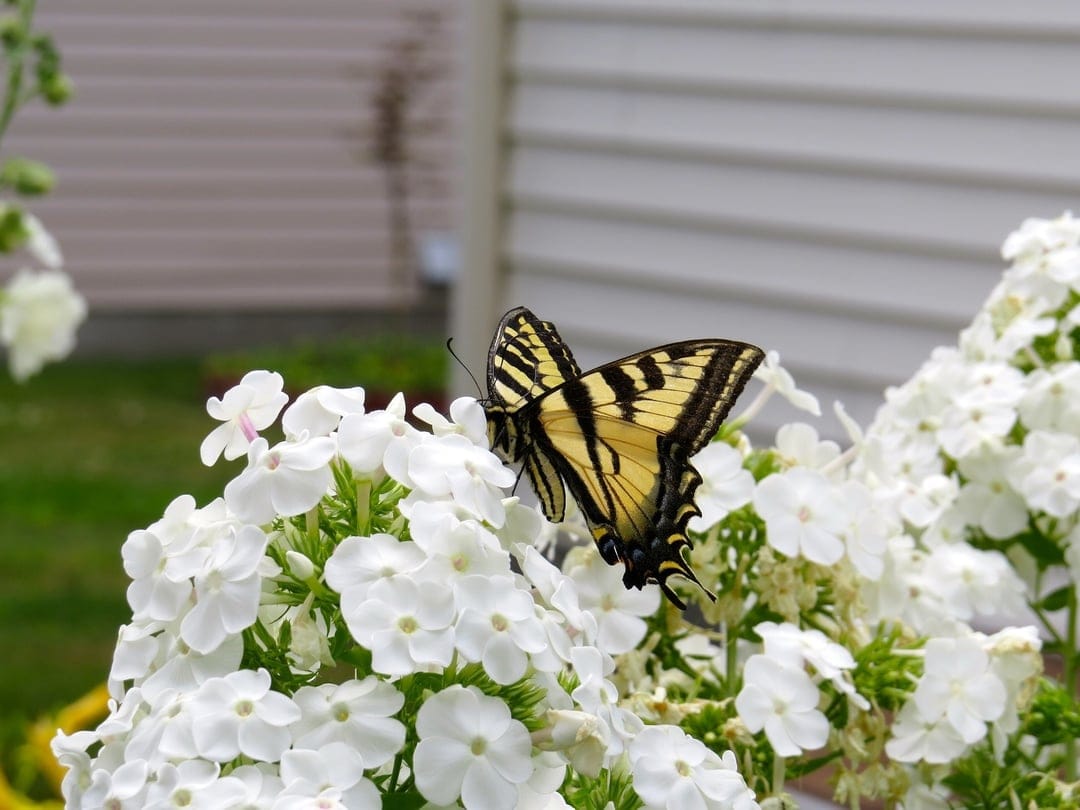 Tiger Swallowtail butterfly with yellow and black wings resting on a cluster of white phlox flowers in a garden.