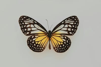 Butterflies,Butterflies wallpaper,Butterflies background,insects