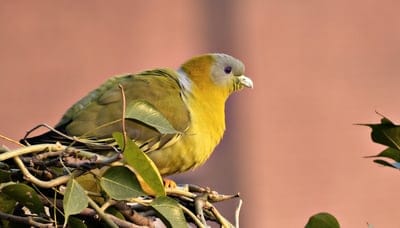Yellow bird with a gray head perches on thin branches against a soft pink and orange blurred background.