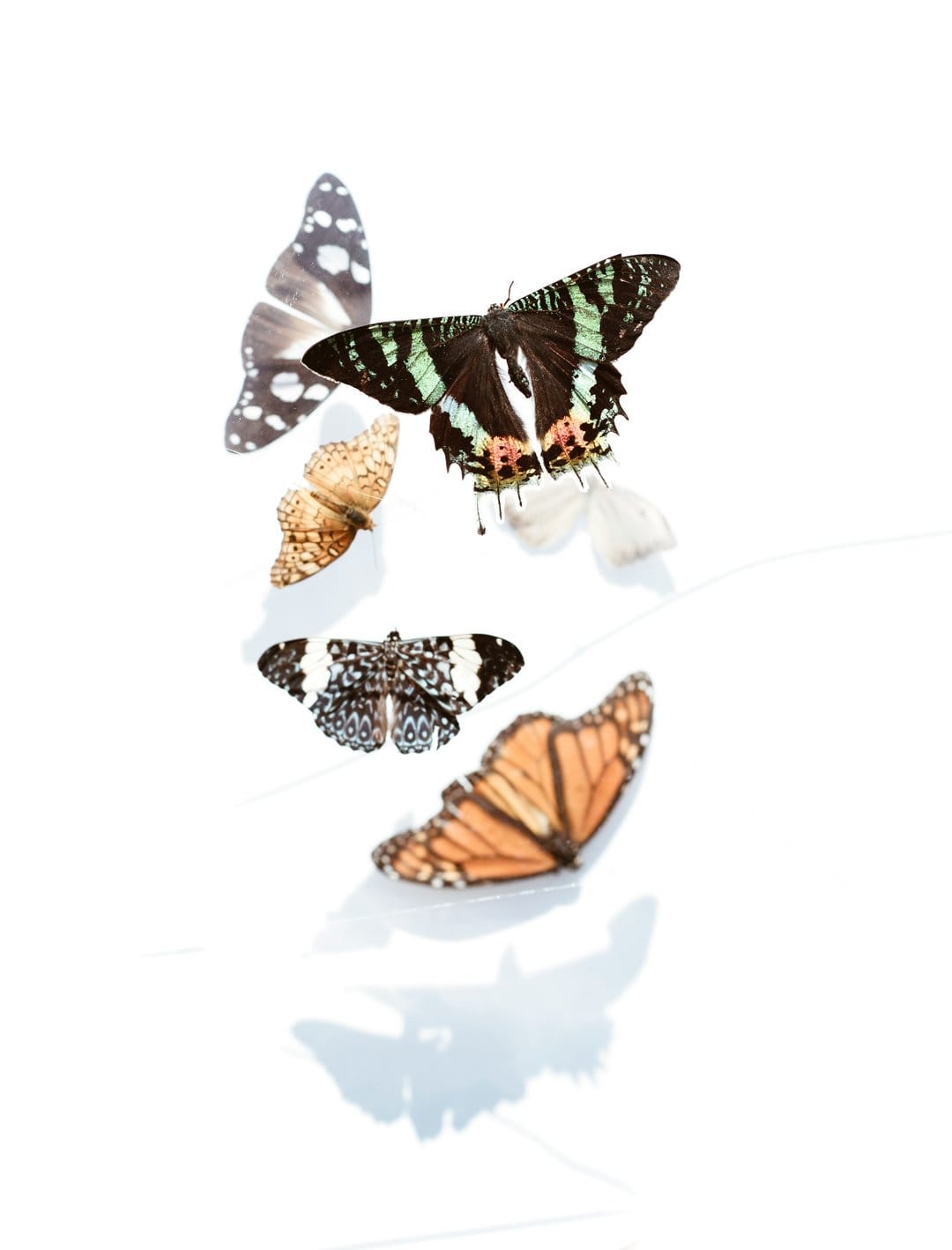 Five colorful butterflies including a monarch and emerald swallowtail are arranged on a clean white background.