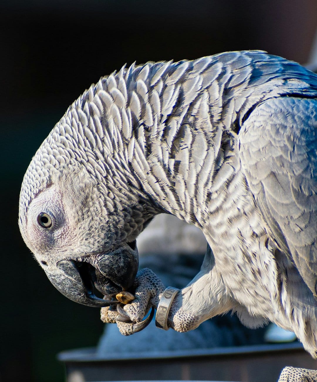 African Grey parrot with a silver leg band eats a nut, showing detailed grey feathers and a dark background.