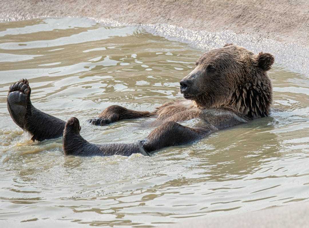 Brown grizzly bear floating on its back in shallow water with paws raised and a serene facial expression.