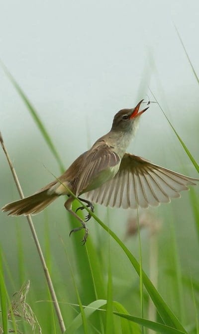 bird,grass,flying