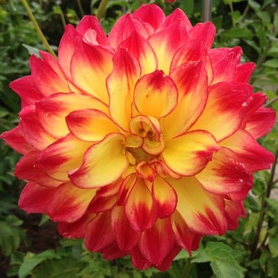 Bicolor dahlia flower featuring red-tipped petals and a yellow core blooming amidst blurred green foliage.