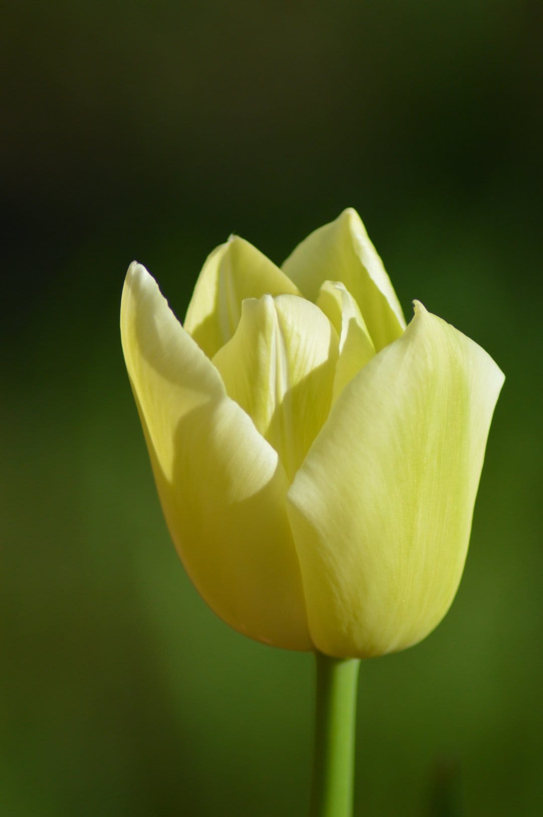 Pale yellow tulip bloom with soft sunlight on delicate petals against a blurred dark green background.