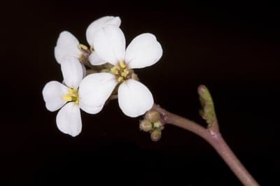white flowers, yellow center, delicate blossoms, macro photography, floral detail, plant life, nature, botany, flower petals, stem, buds, dark background, close-up, small flowers, spring bloom, seasonal, garden, wildflower, fragile, elegant, natural beauty, plant close-up
