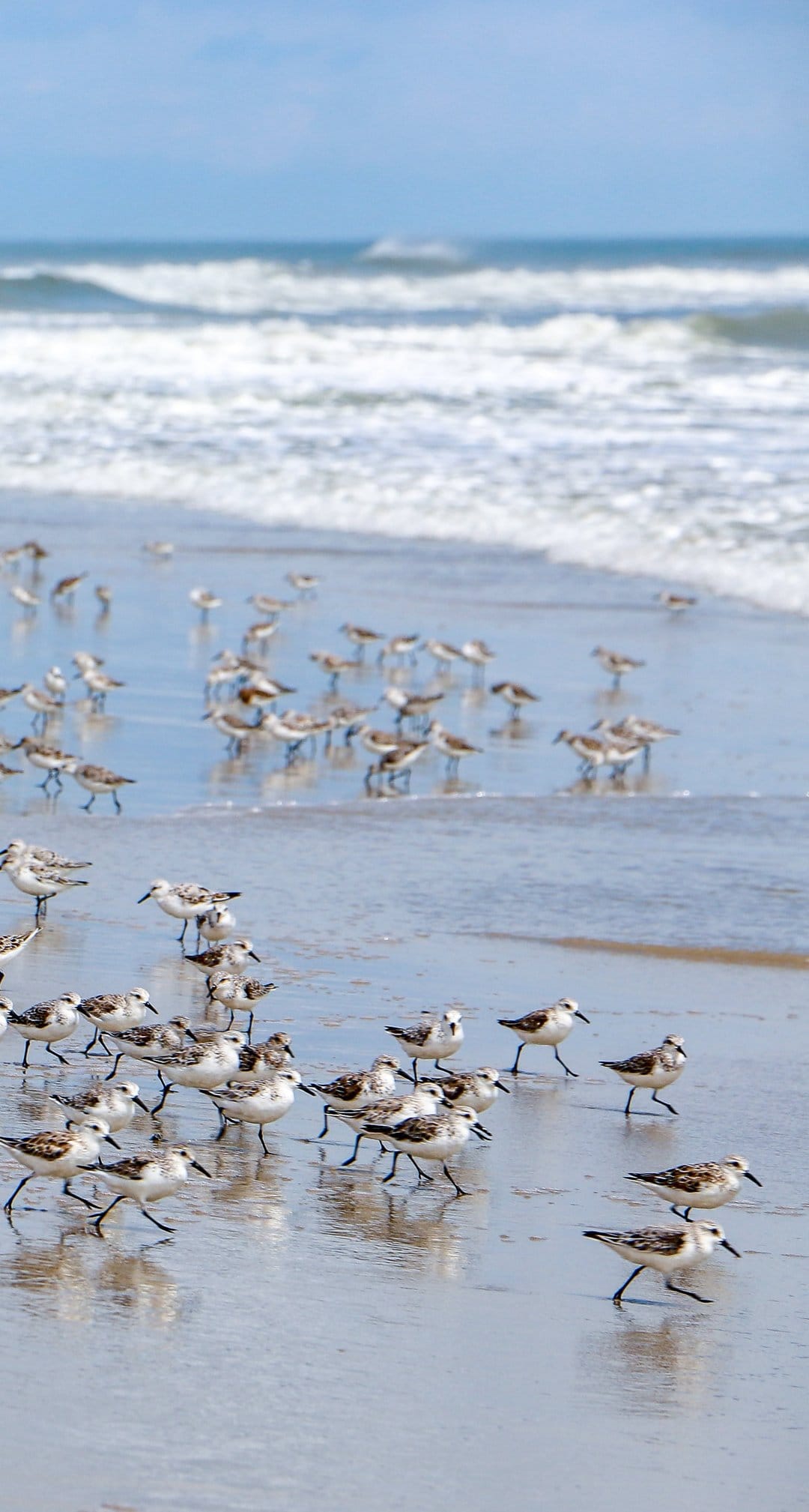 Small sanderlings forage in the shallow white foam of ocean waves washing over a sunlit sandy beach shoreline.