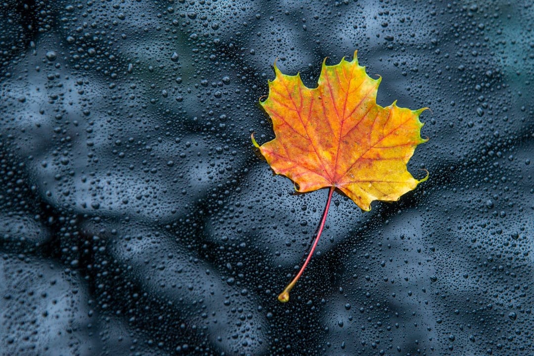Orange maple leaf with visible veins on a dark wet window covered in small, clear water droplets during rain.
