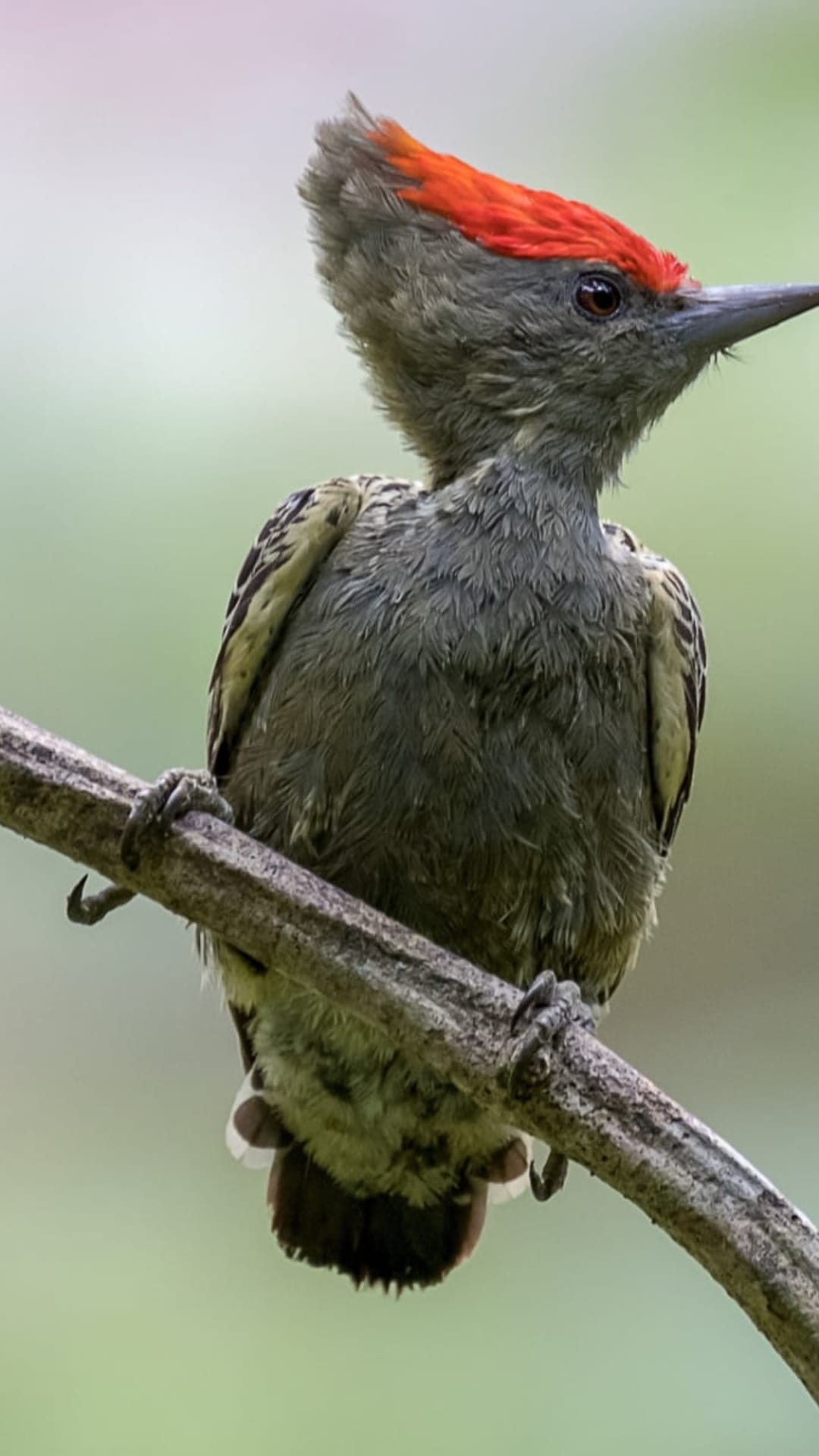 Grey-headed woodpecker with a red crest perches on a branch against a blurred green forest background in close-up.