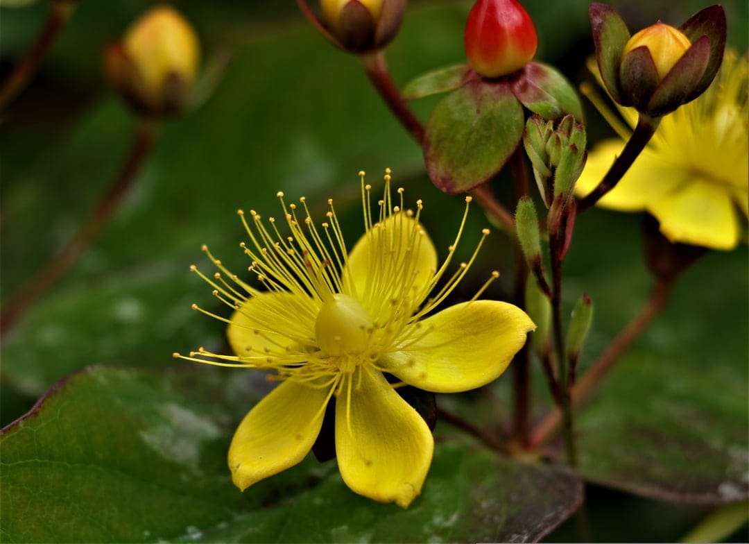 Yellow St. John's Wort flower with long stamens and a green leaf background in a detailed macro photography shot.