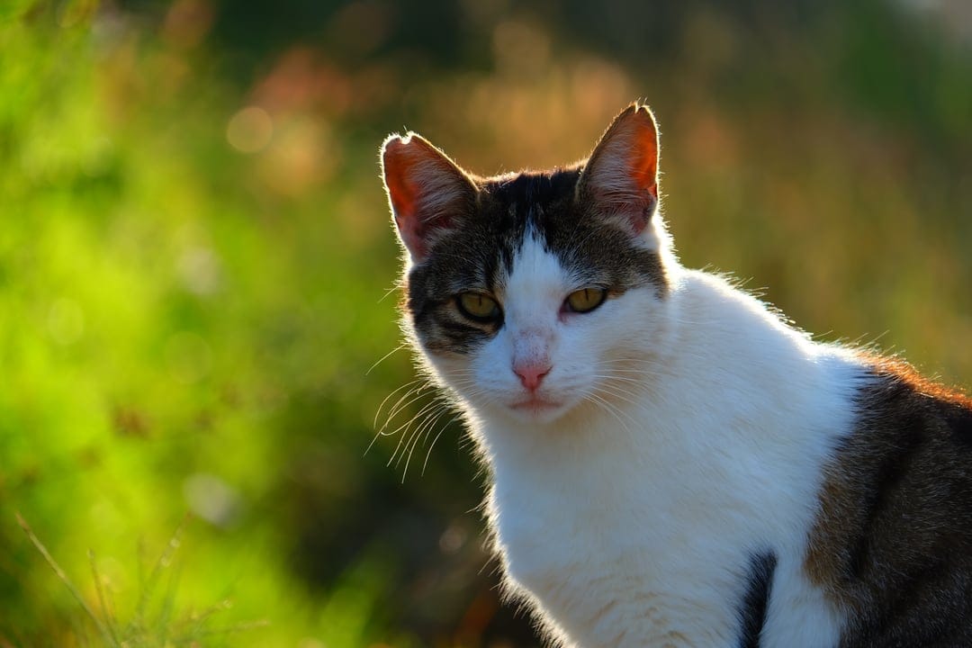 White and brown cat looks forward with glowing fur under golden sunset light against a soft bokeh background.