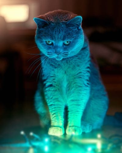 cat, neon light, blue light, green light, glowing, ethereal, dramatic lighting, British Shorthair, animal portrait, feline, illuminated, vibrant colors, bokeh, cyberpunk aesthetic, night photography, moody, mysterious, domestic cat, pet photography, close-up, studio lighting, enchanting, captivating