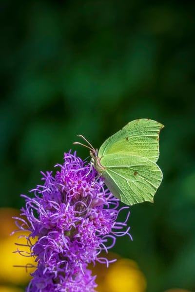 Yellow butterfly with spread wings perches on a spiky purple Liatris flower against a blurred green background.