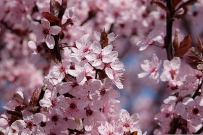 Pink cherry blossoms with translucent petals glow in warm sunlight against a soft-focus bokeh garden background.