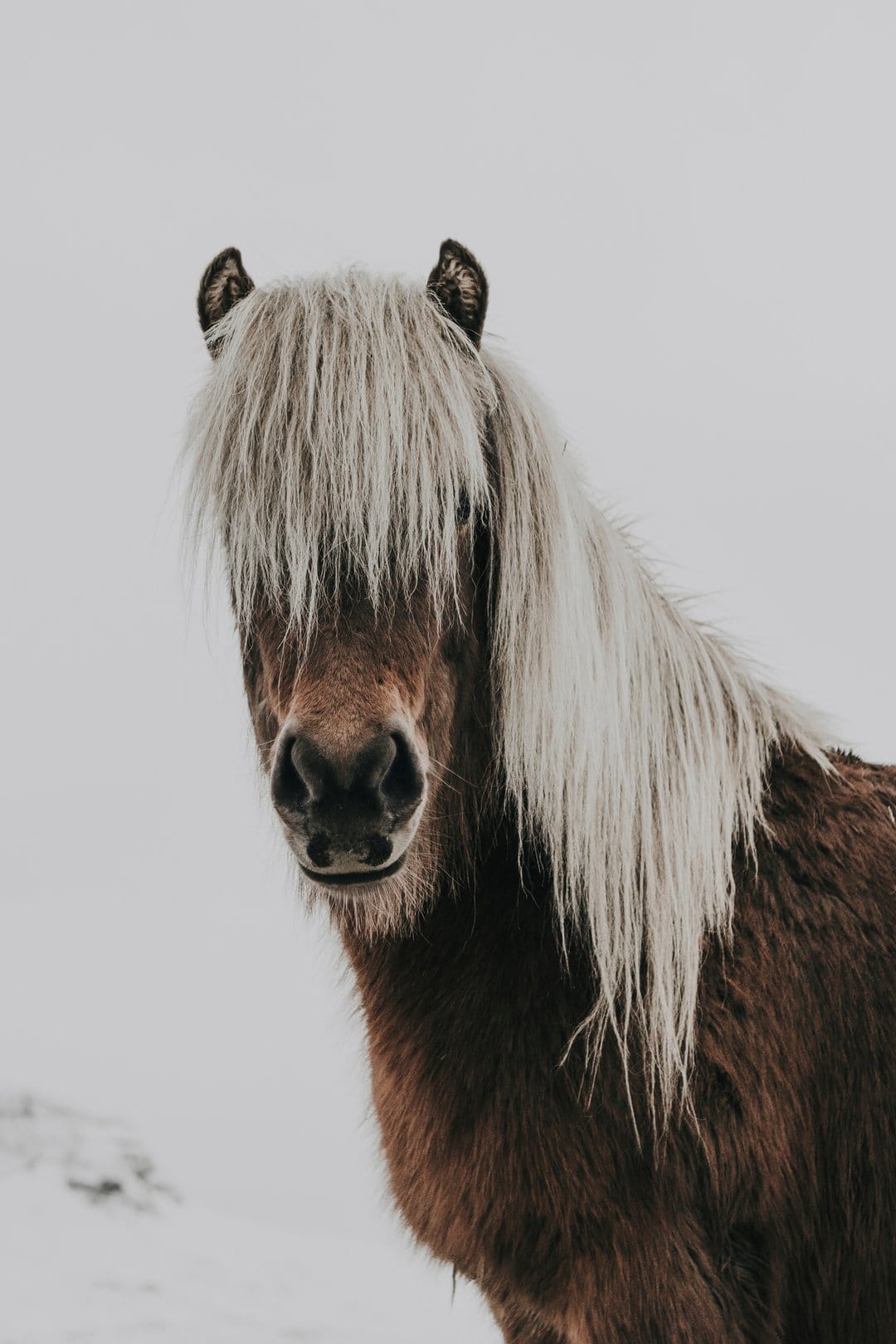 Brown Icelandic horse with a thick blonde mane covering its eyes against a soft gray overcast sky backdrop.