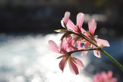 Pink geranium petals glow with sunlight against a dark background with shimmering water effects and soft bokeh.