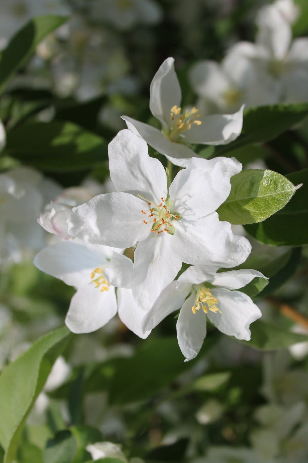 White crabapple blossoms with yellow stamens glow under bright sunlight against a soft green blurred background.